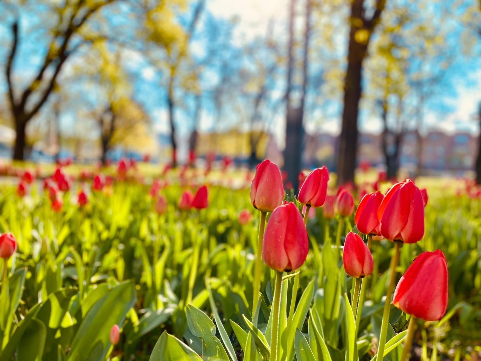Schoene Aussichten Mitten In Berlin - Il Sole Exteriér fotografie