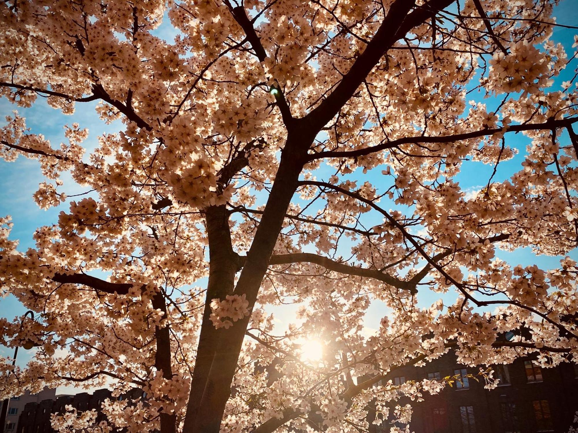 Schoene Aussichten Mitten In Berlin - Il Sole Exteriér fotografie